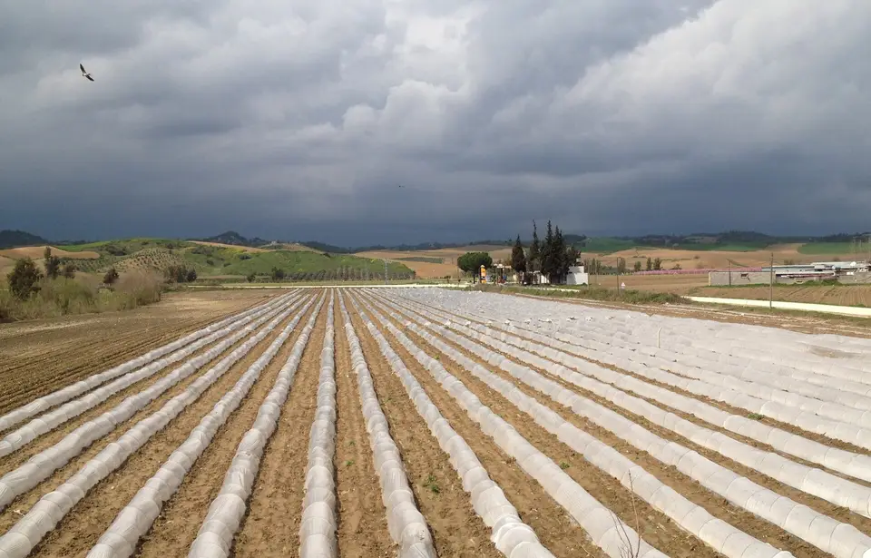Tarlada sebze yetiştirmek için kurulmuş alçak plastik tüneller