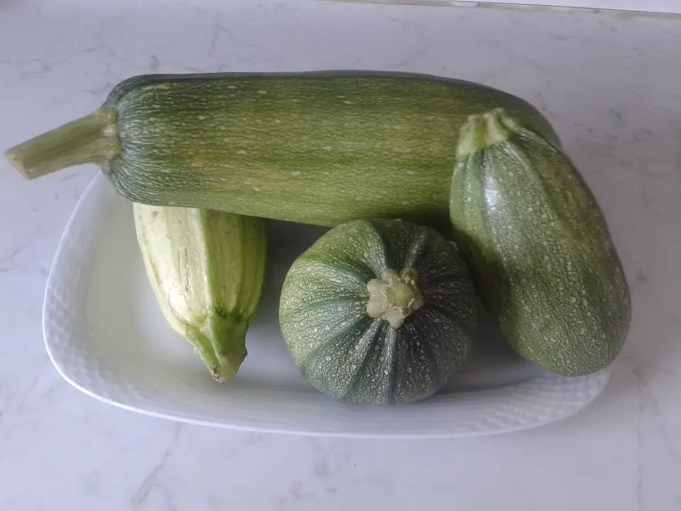Tabakta sakız kabağı, yuvarlak kabak ve uzun kabak