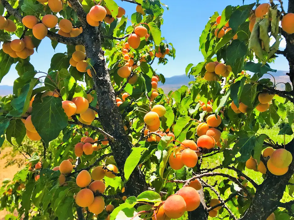 Dalında olgunlaşmış turuncu kayısılar