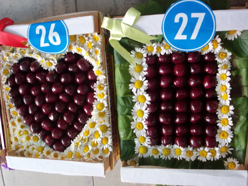 Papatyalarla süslenmiş kutularda dizili kirazlar