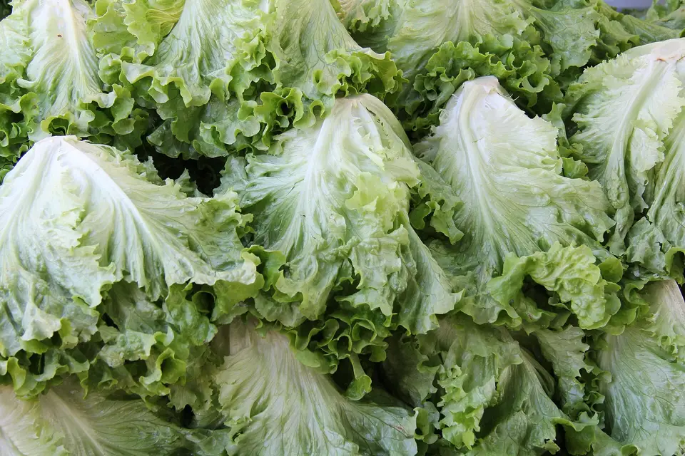Kuşadası haftalık pazarında tezgâha dizilmiş kıvırcık marullar