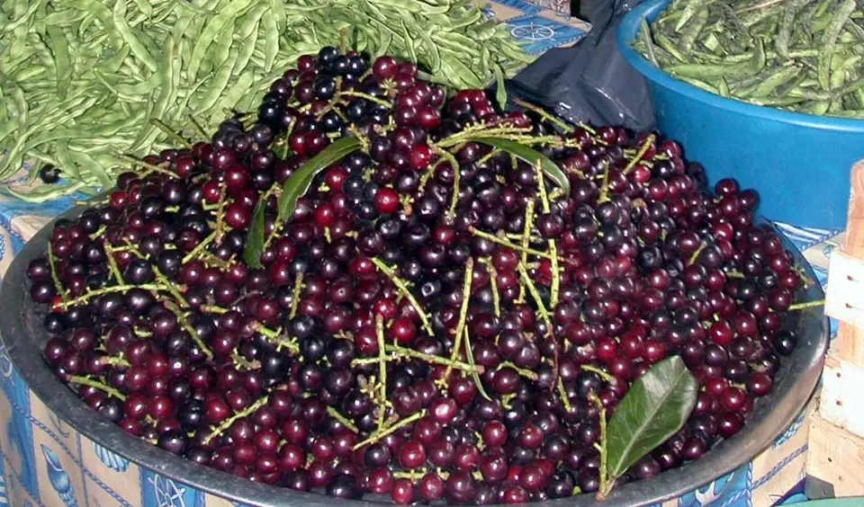 Leğen içinde saplı siyah kirazlar